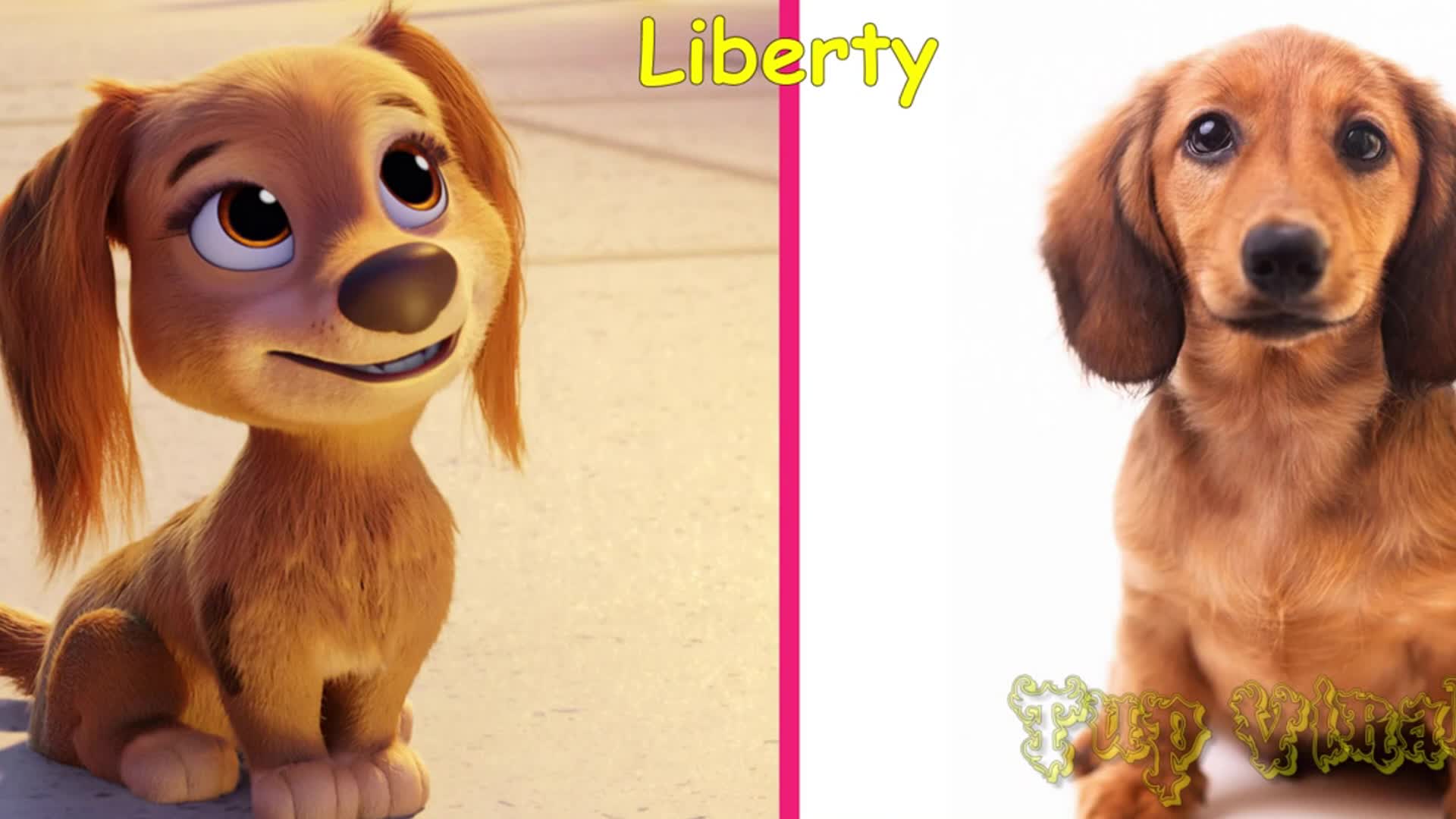 Watch as real, adorable puppies get a fun and gentle makeover! A heartwarming show about grooming and pampering our furry best friends.