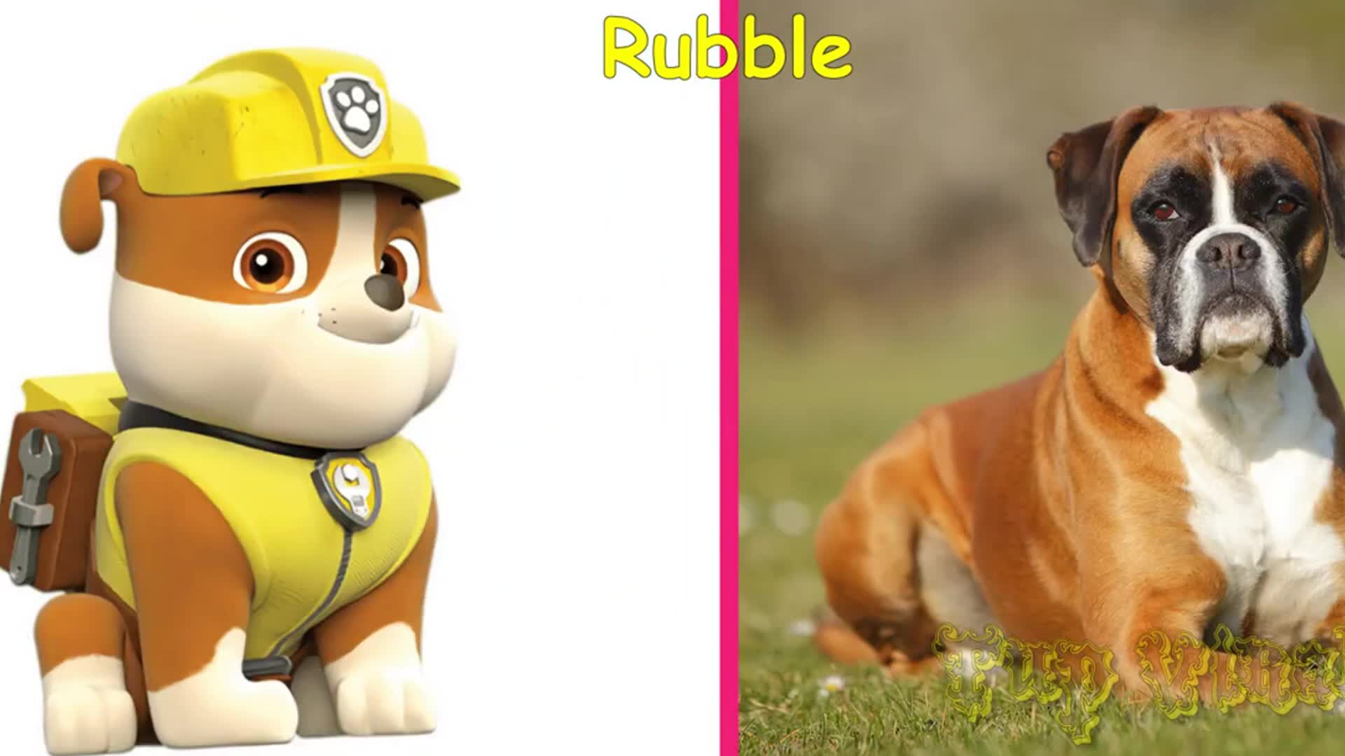 After their makeover, the puppies get to pick a colorful bow! A fun way to see different colors on our adorable puppy friends.