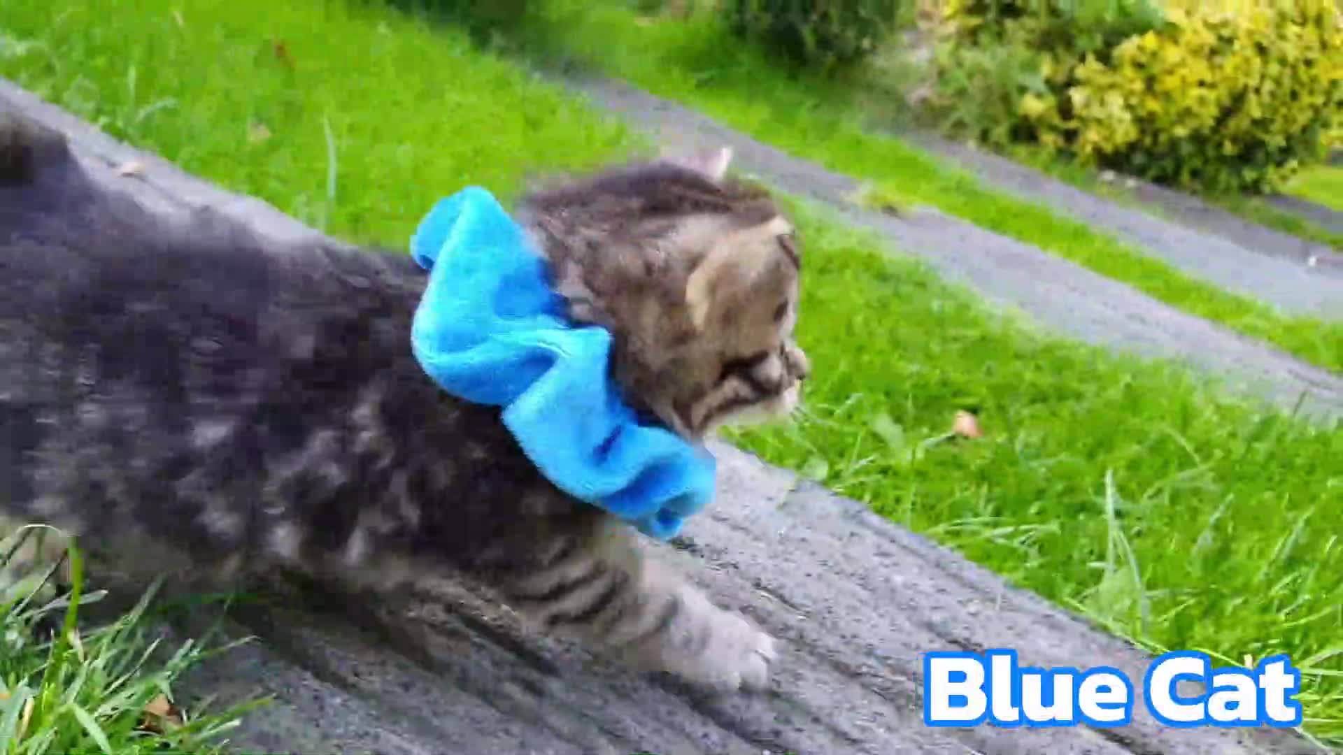 It's a party, and you're invited! Emily and her animated kitten friends are having a fun-filled day of games and surprises.