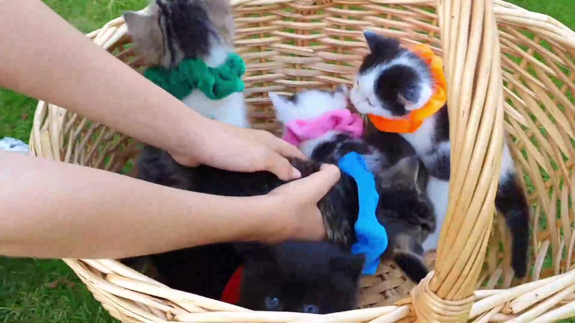 What toys do kittens love? Let's use play-doh to create colorful balls of yarn and other fun toys for our furry friends to play with.
