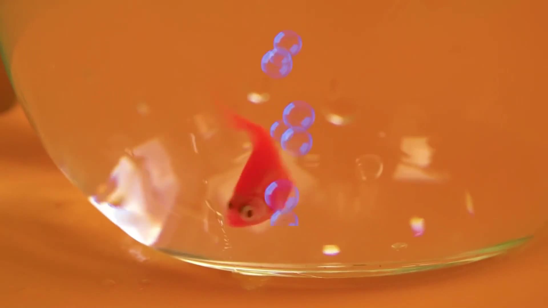 It's a family fishing competition! Who can catch the most fish with their water toy? A fun animated game for the whole family.